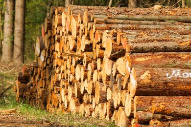 Foto: Holzstapel