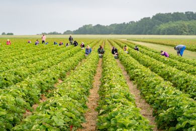 Foto: Erdbeerfeld mit Erntehelfern